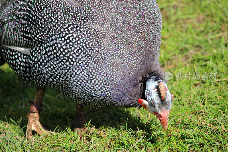 图为戴头盔的珍珠鸡(Numida meleagris)在阳光充足的草坪上进食